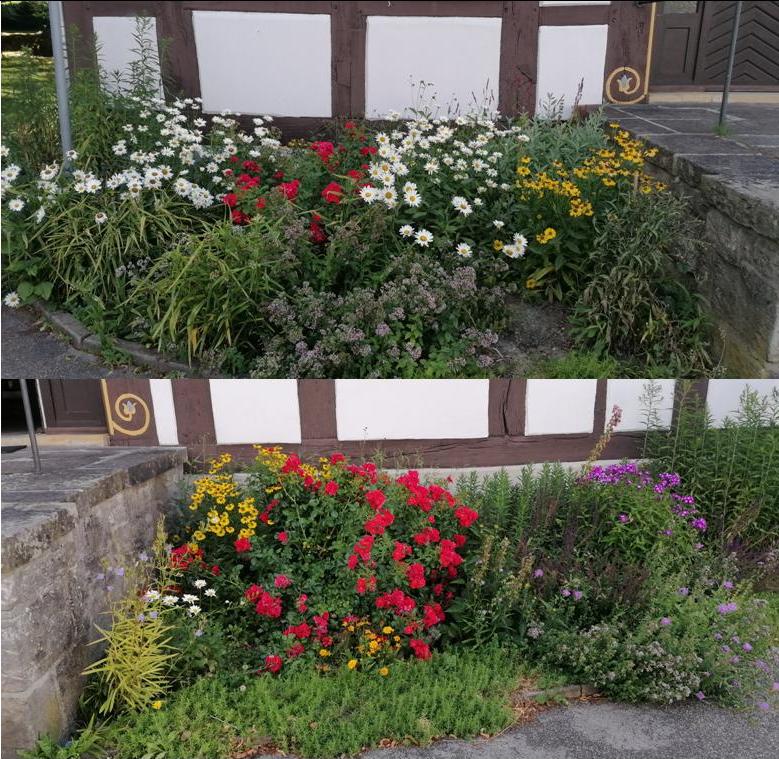 Blumeneet25